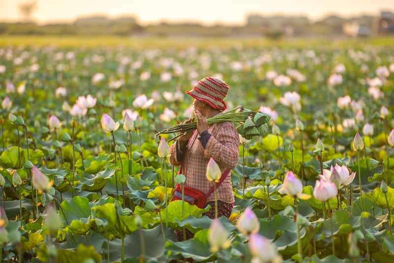 Lotus Blooms